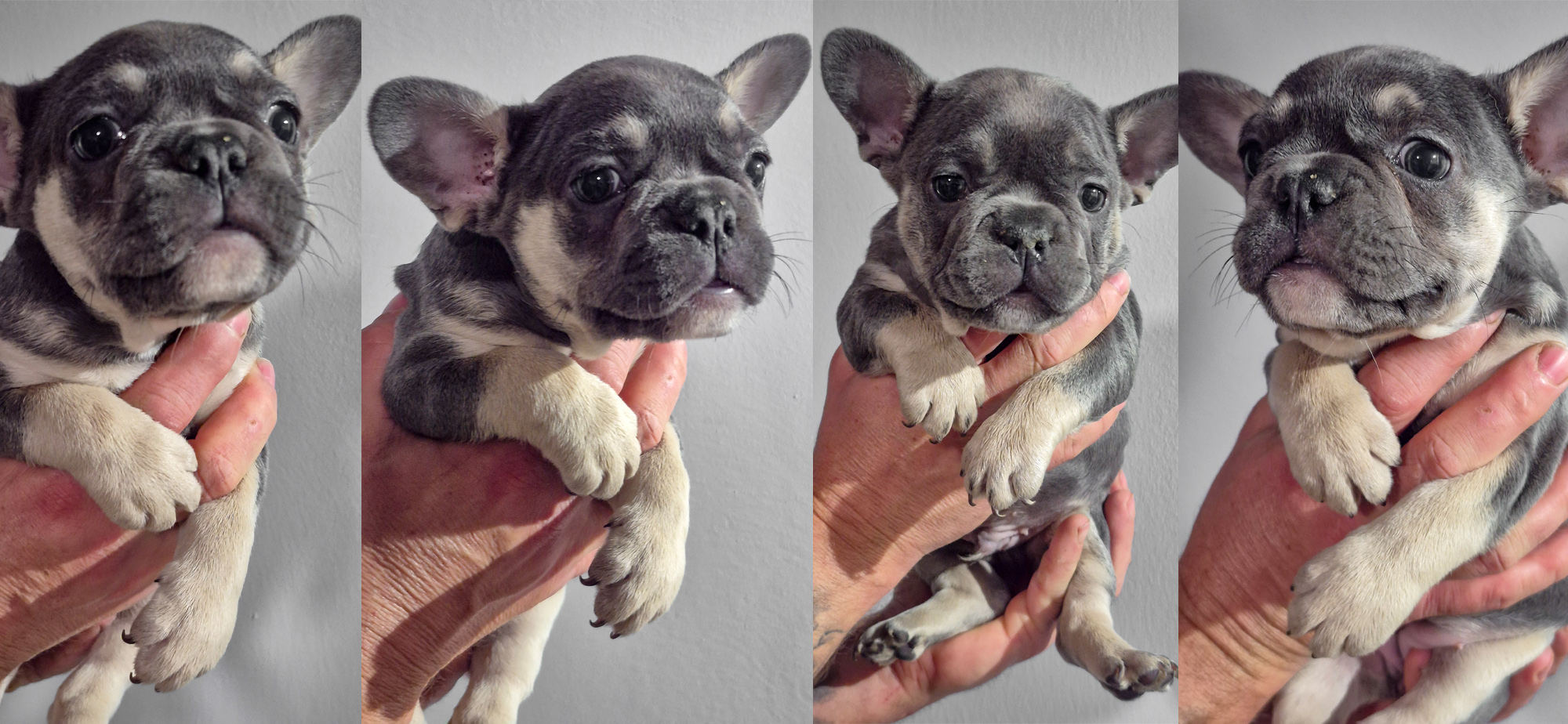 Francia Bulldog kiskutyák